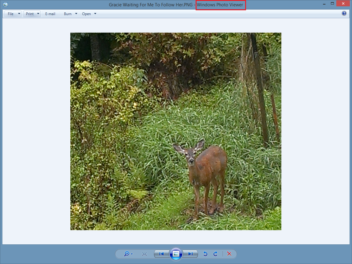 Windows Photo Viewer is displaying the linked image file.