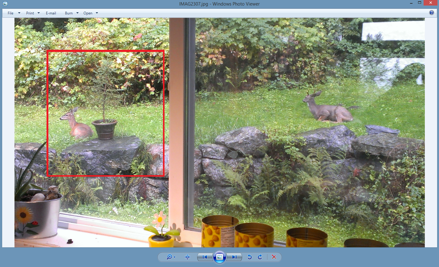 The window of the two deer. One of the deer are being turned into a snipped image.