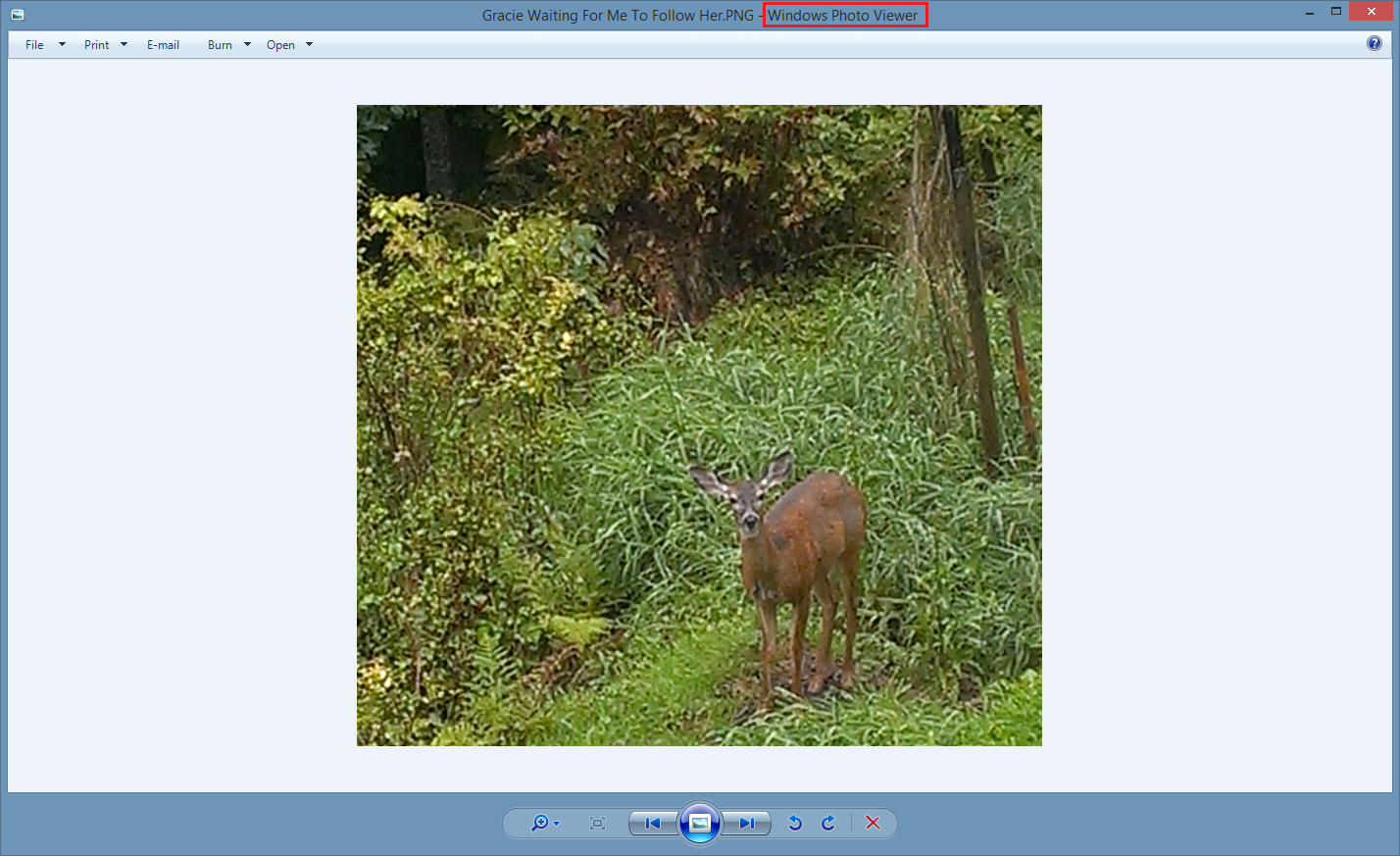 A picture of a deer named Gracie is inserted into the note now.