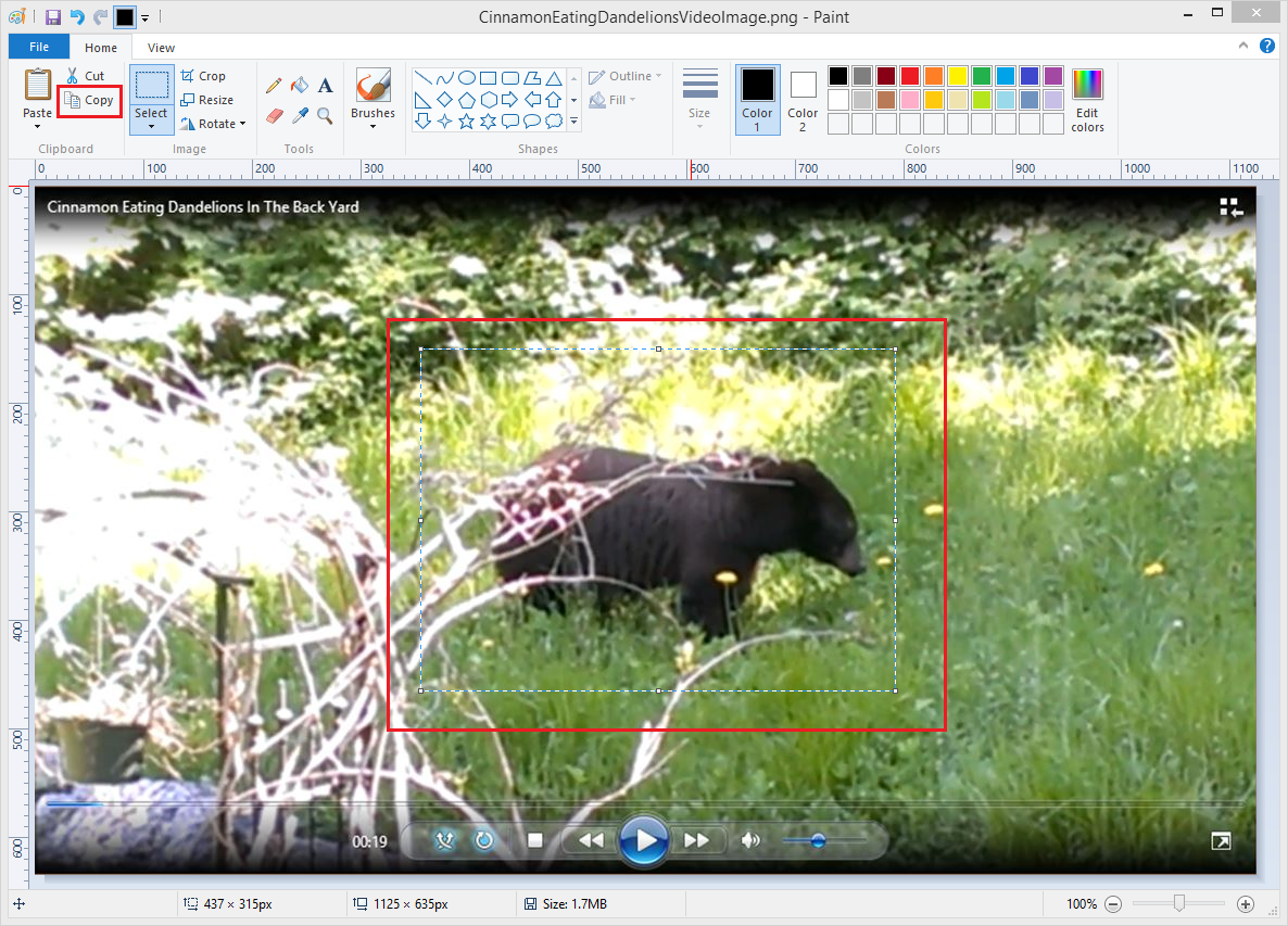 A screen shot of a Bear Video being displayed in the Windows Paint program. With the bear in the image selected.