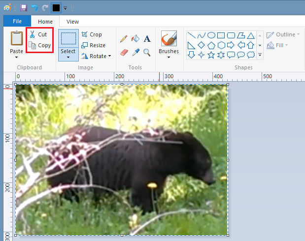 The selected portion of a bear picture is being copied to the clipboard.